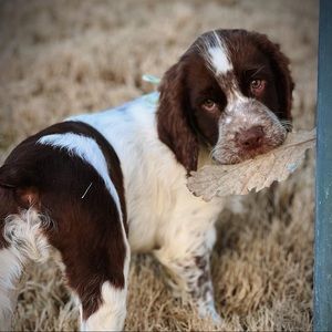 Meet your Posher, Amelia